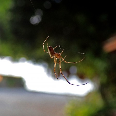 "Hanging by a thread" ©2013 Jimmie Olsson